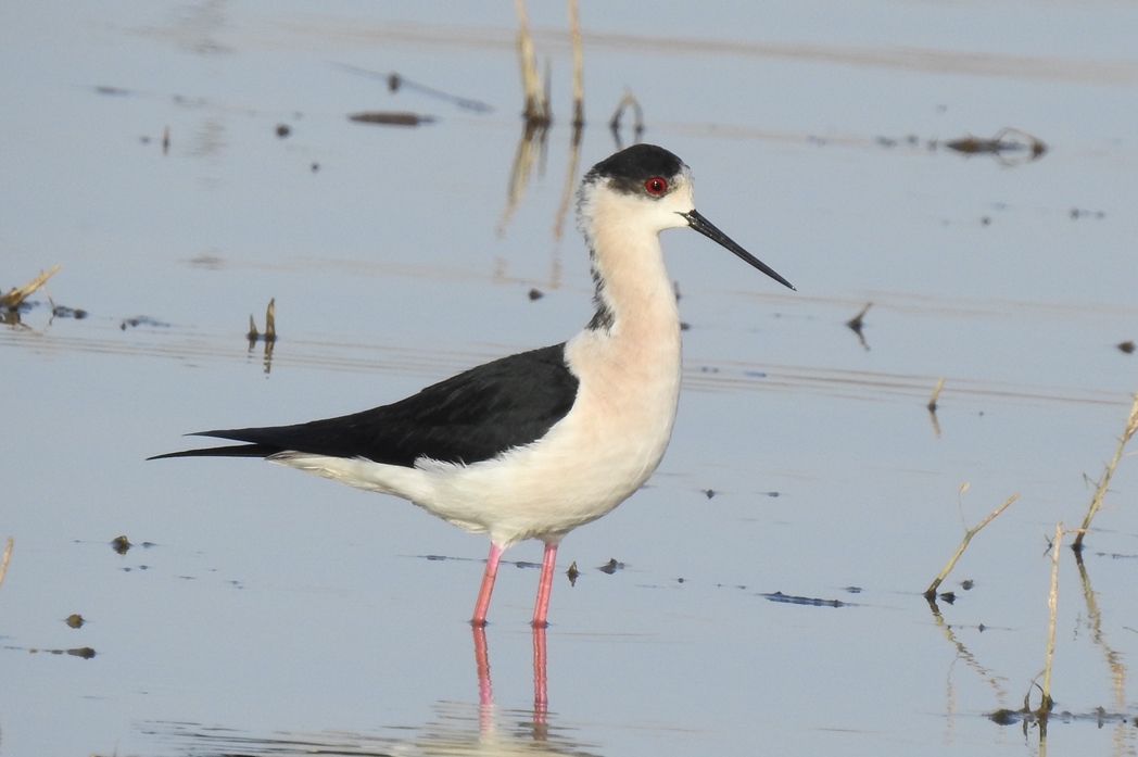 Black-winged Stilt