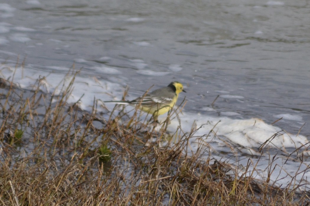 Citrine Wagtail