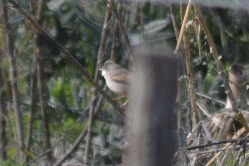 Common Whitethroat