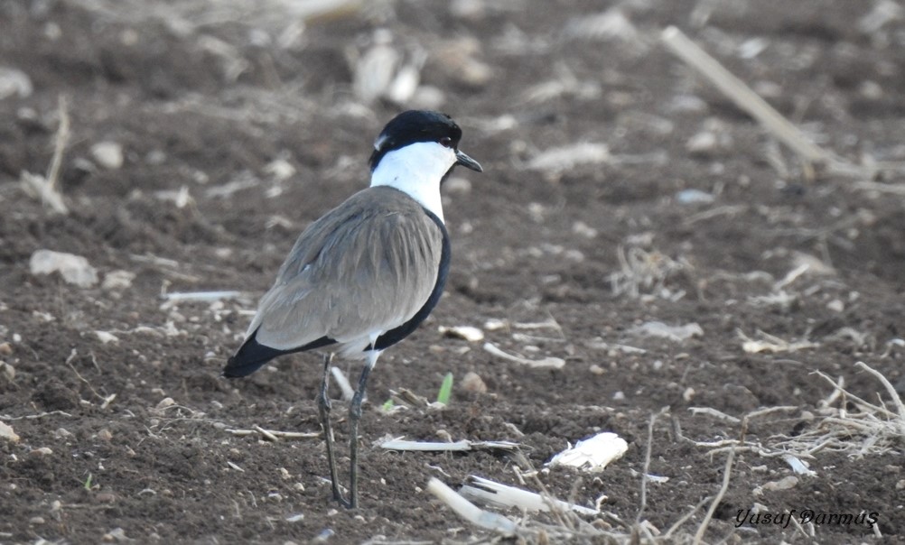 Spur-winged Lapwing