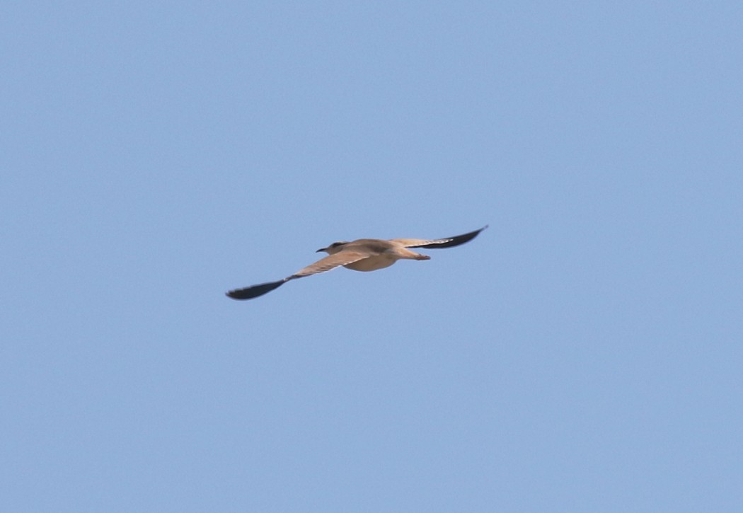 Cream-colored Courser