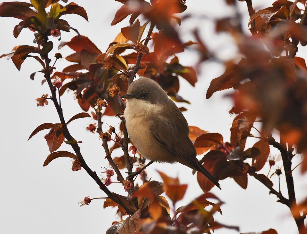 Lesser Whitethroat