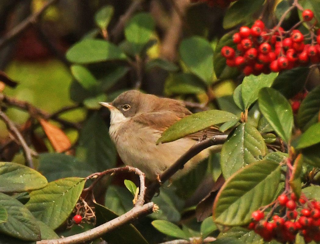 Common Whitethroat