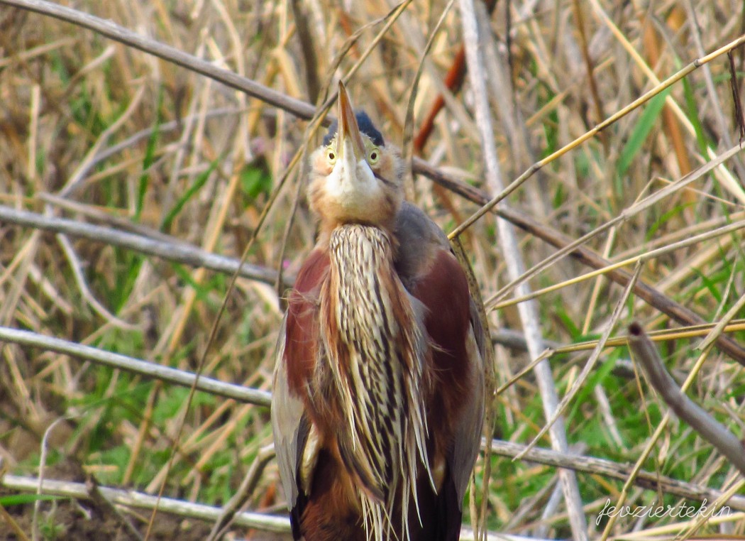 Purple Heron