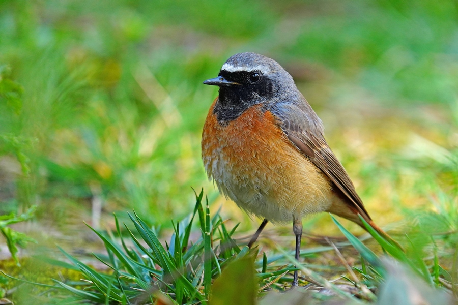 Common Redstart