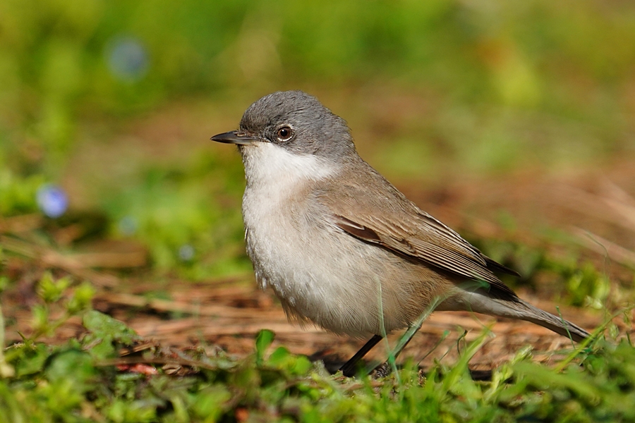 Lesser Whitethroat