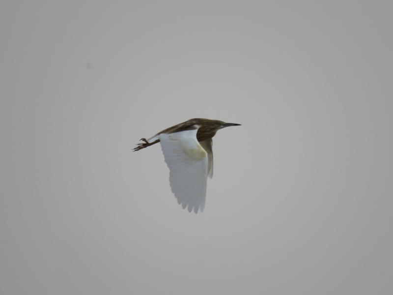 Squacco Heron