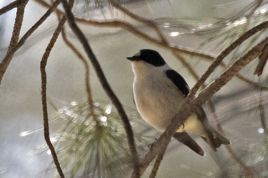 Collared Flycatcher