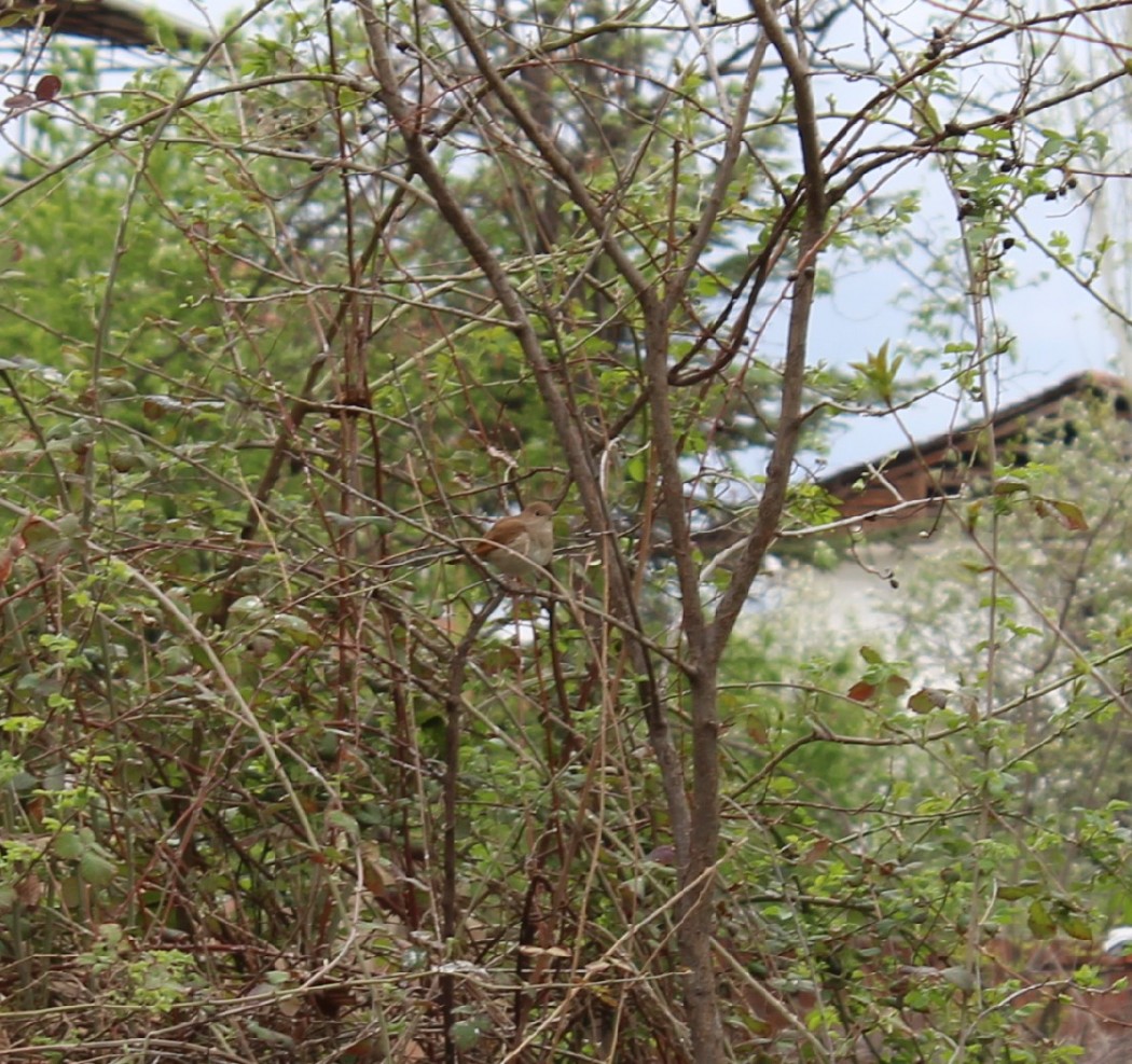 Common Nightingale