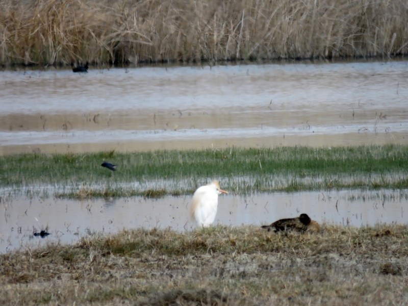 Western Cattle Egret