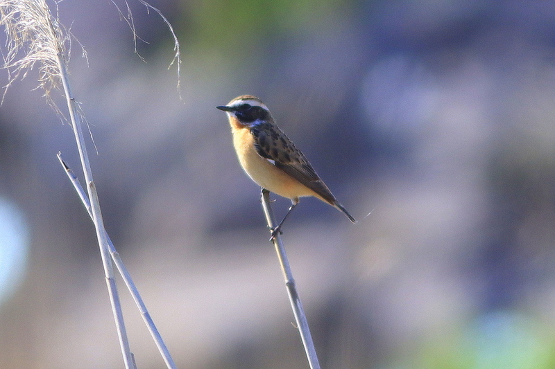 Whinchat
