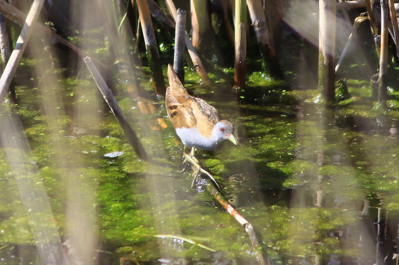 Little Crake