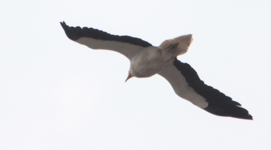 Egyptian Vulture