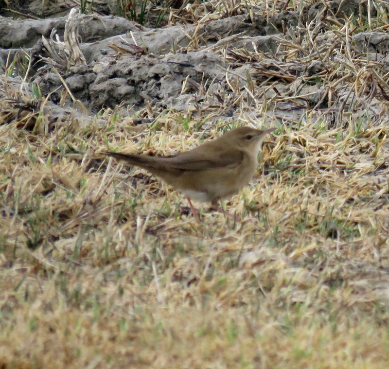 Savi`s Warbler