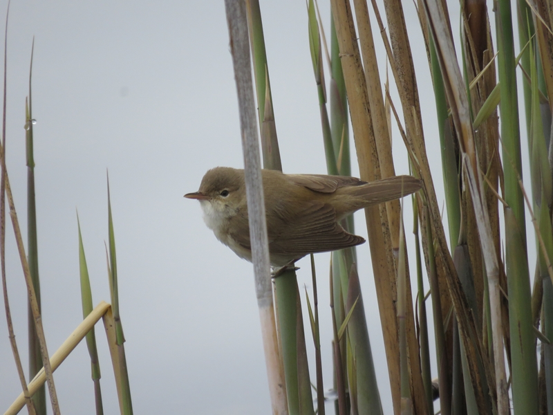 Common Reed Warbler