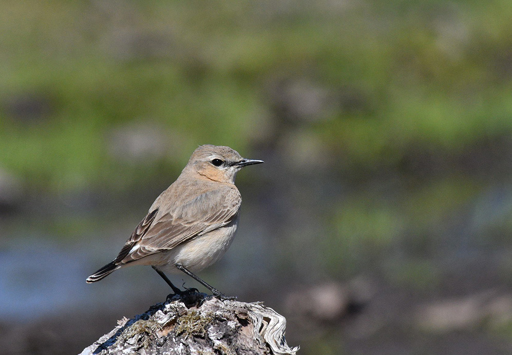 Isabelline Wheatear