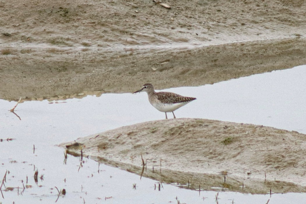 Wood Sandpiper