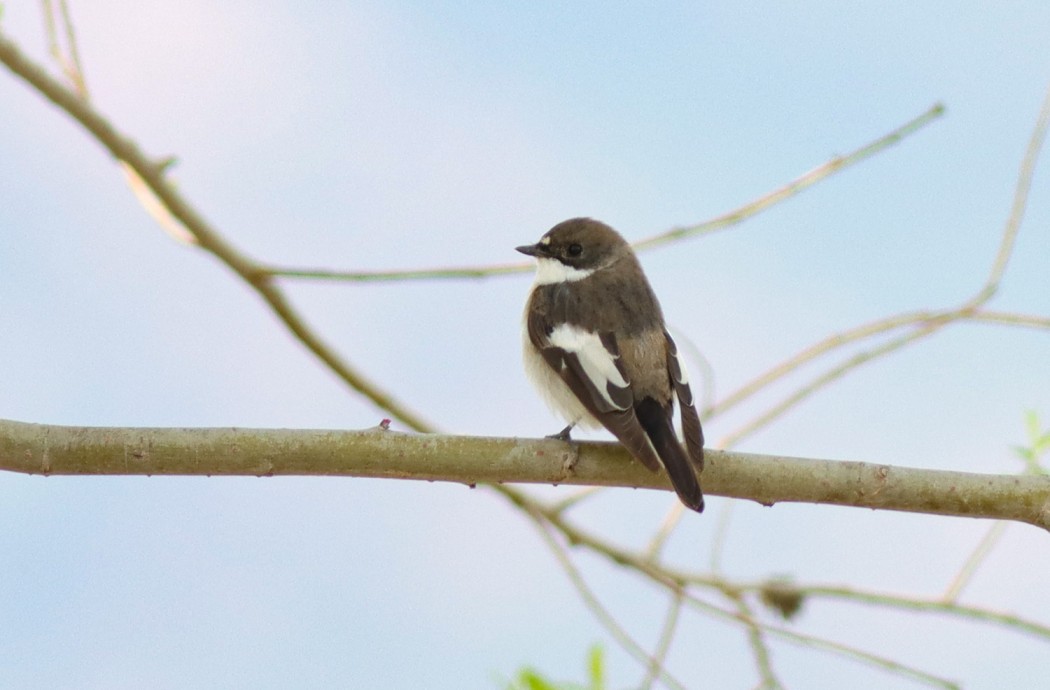 European Pied Flycatcher