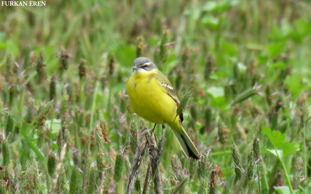 Western Yellow Wagtail