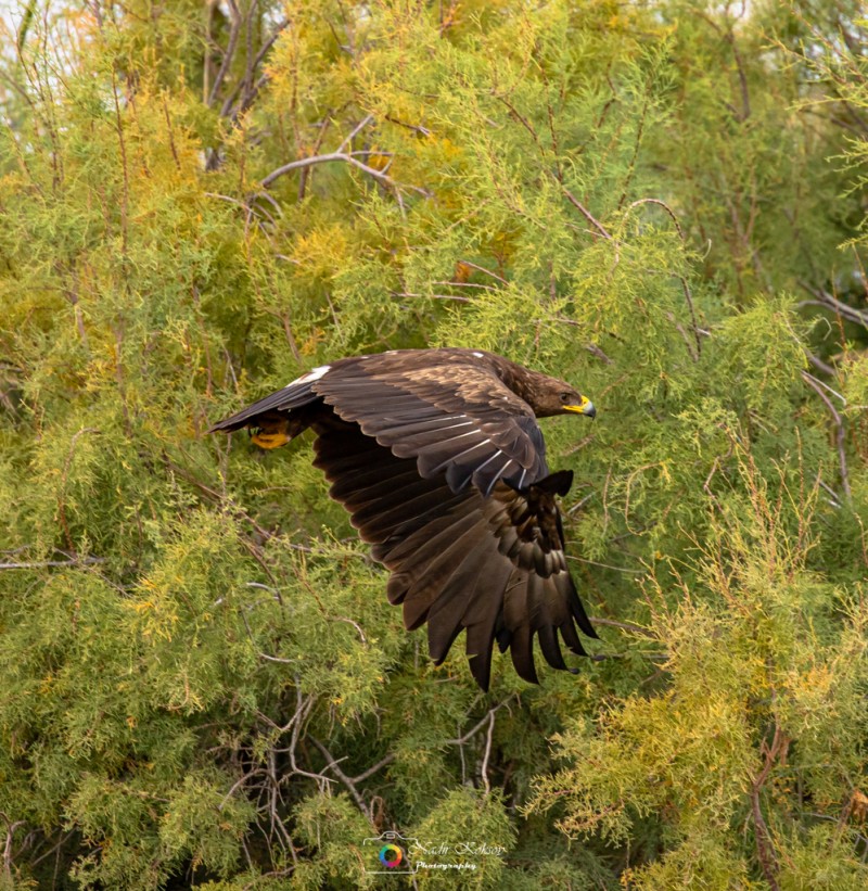 Lesser Spotted Eagle
