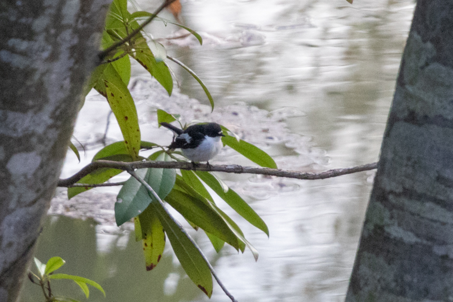 European Pied Flycatcher