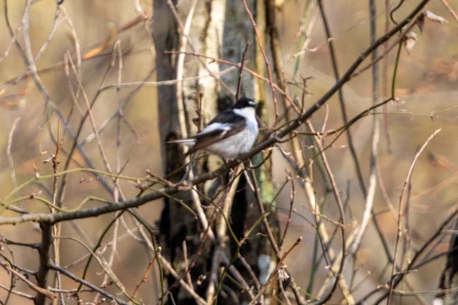 Semicollared Flycatcher