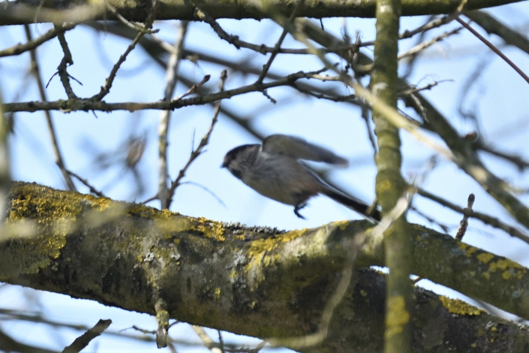 Long-tailed Tit