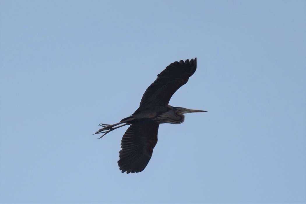 Purple Heron