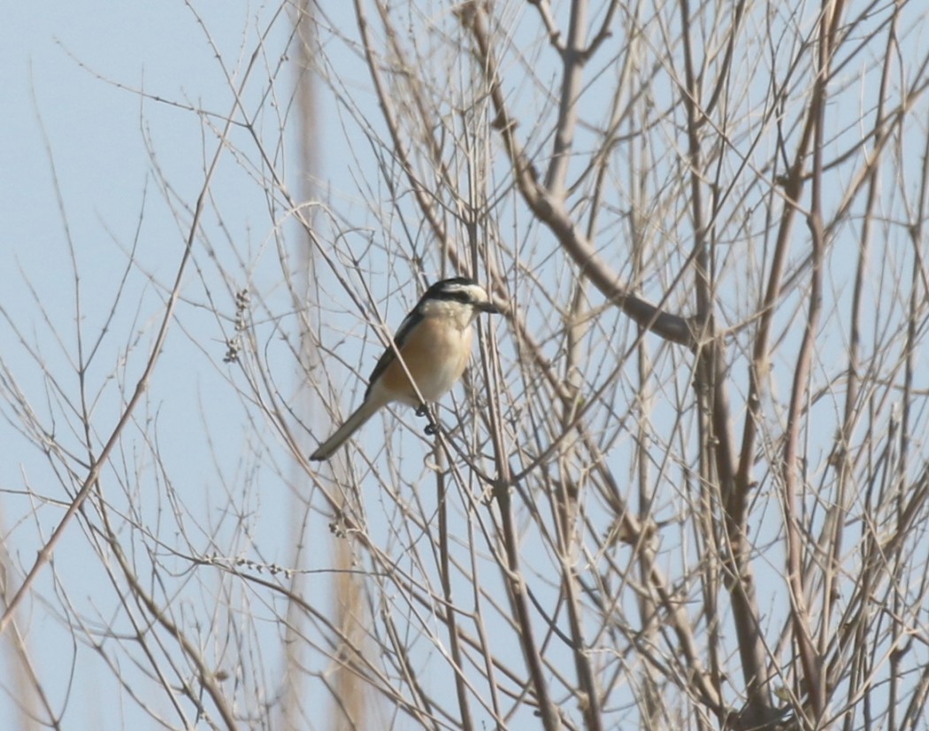 Masked Shrike