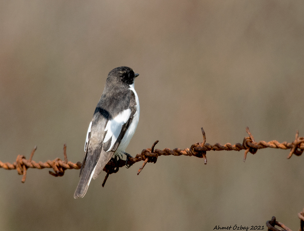 Spotted Flycatcher