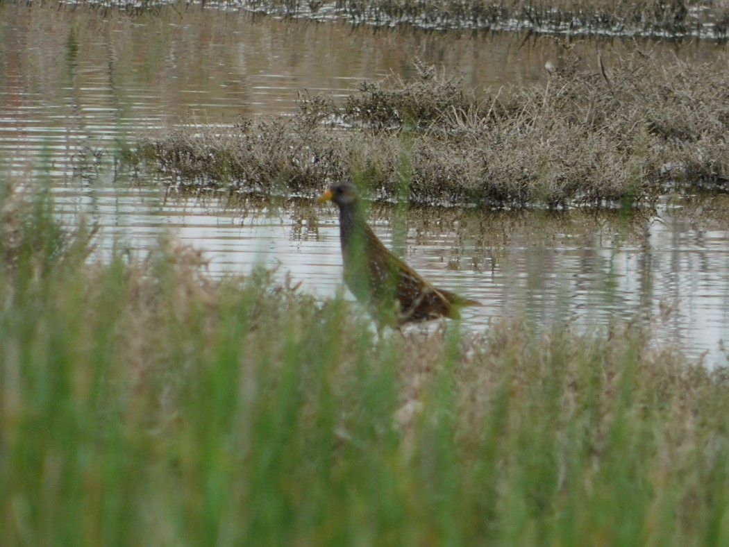 Spotted Crake