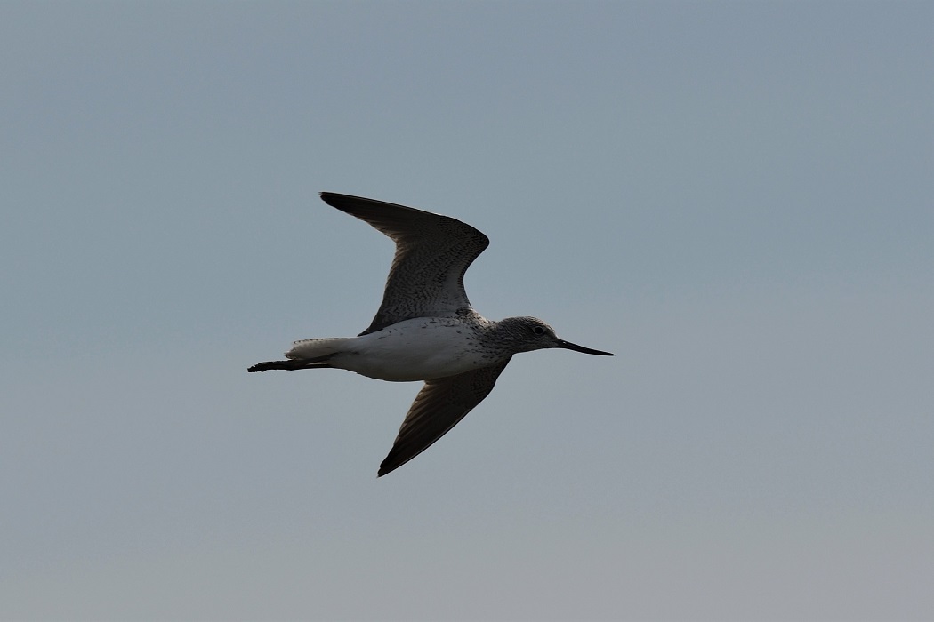 Common Greenshank