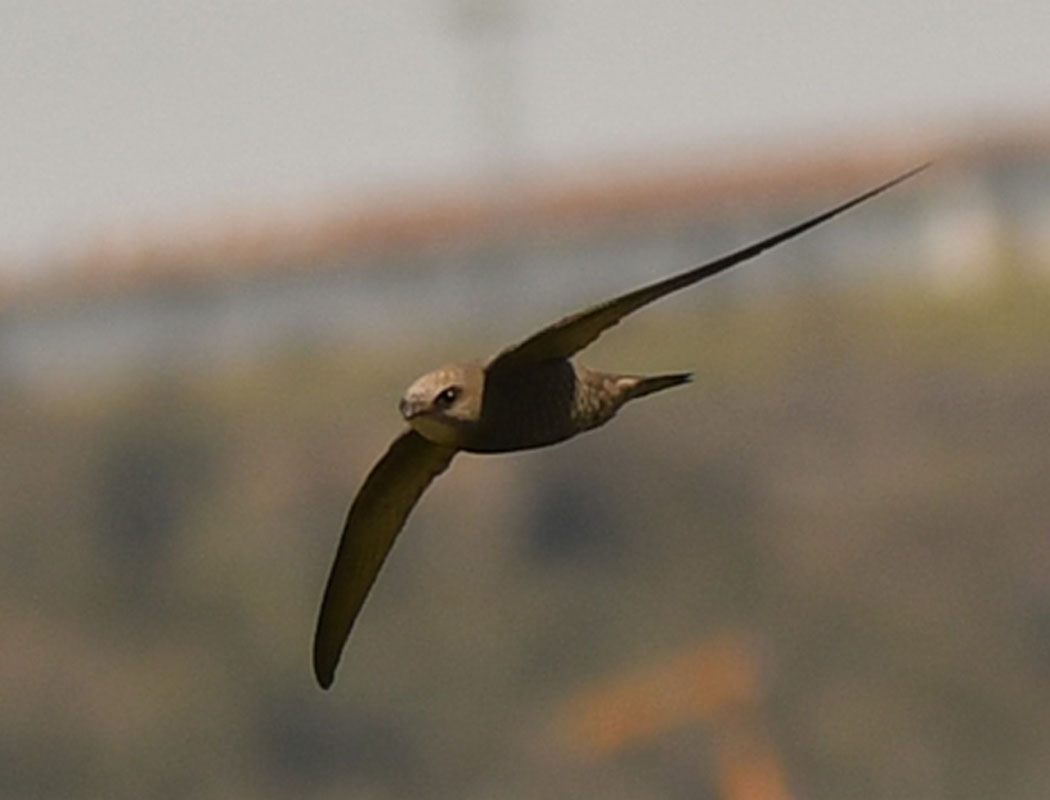 Pallid Swift