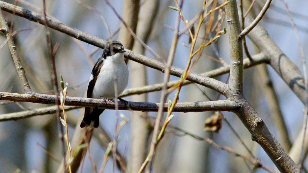 European Pied Flycatcher