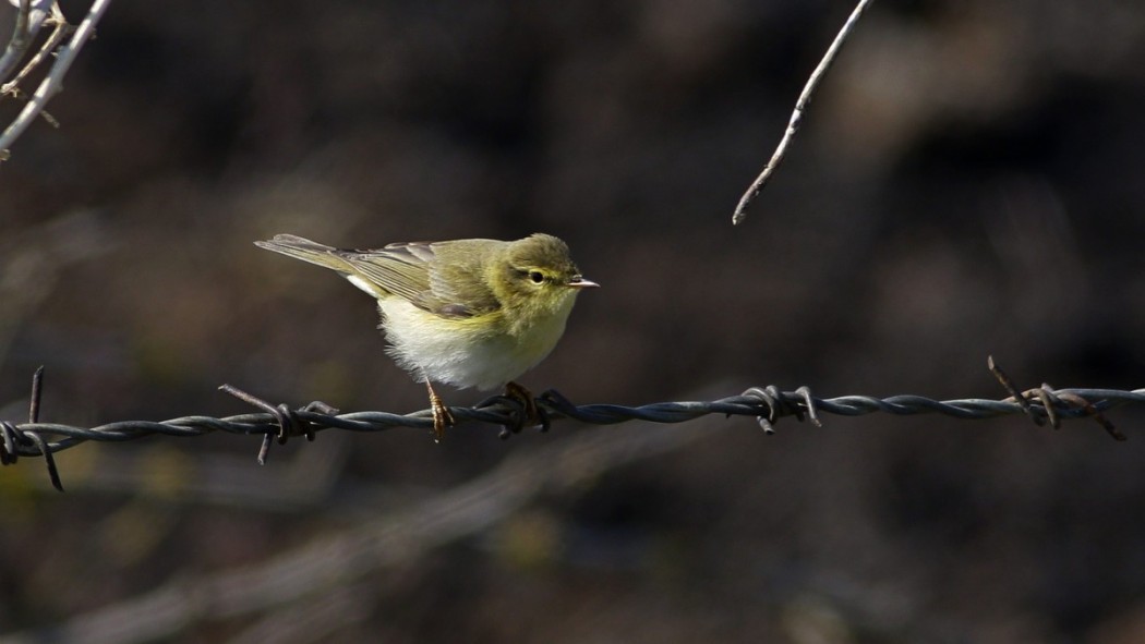 Willow Warbler