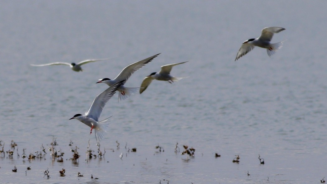 Common Tern
