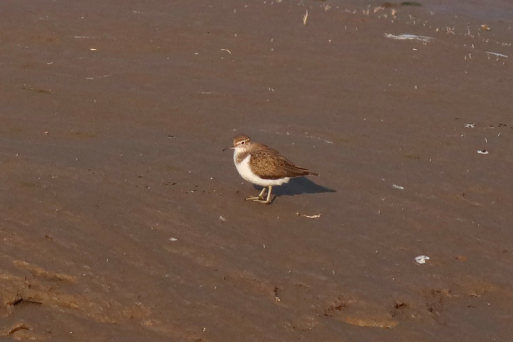 Common Sandpiper