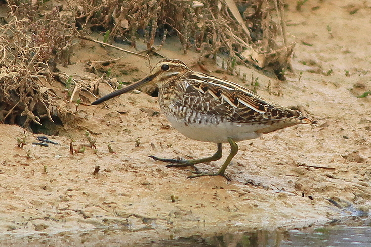 Common Snipe