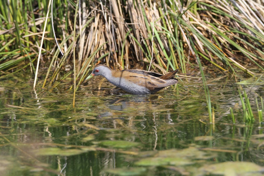 Little Crake