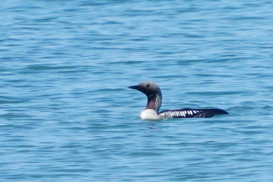 Black-throated Loon