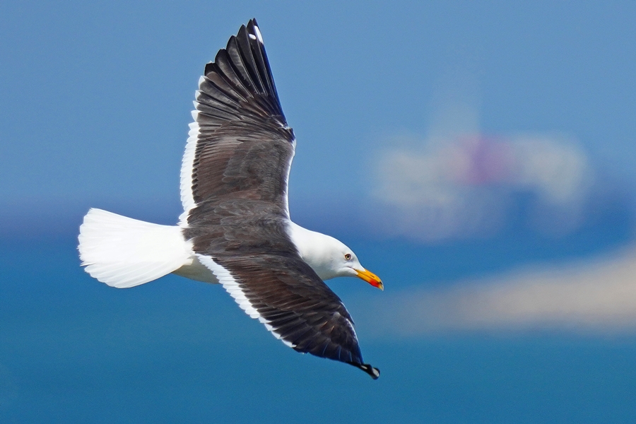 Lesser Black-backed Gull