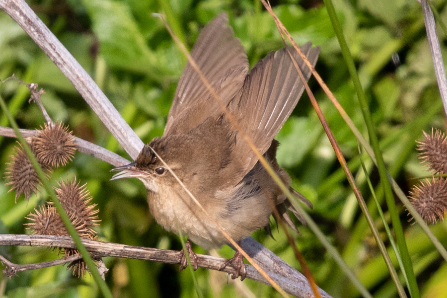 Savi`s Warbler