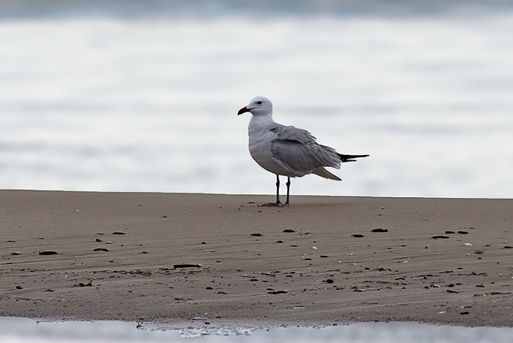 Audouin`s Gull