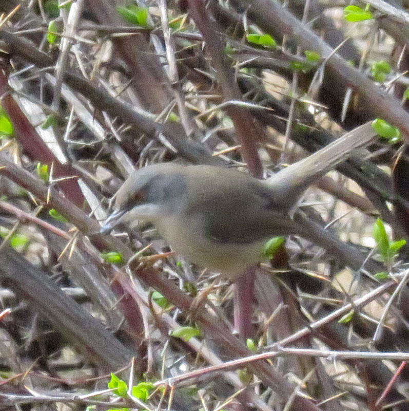 Sardinian Warbler