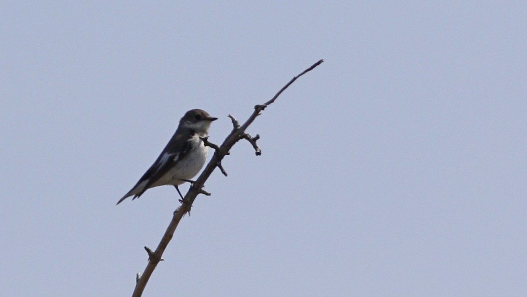 Semicollared Flycatcher