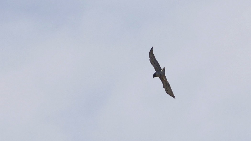 Short-toed Snake Eagle
