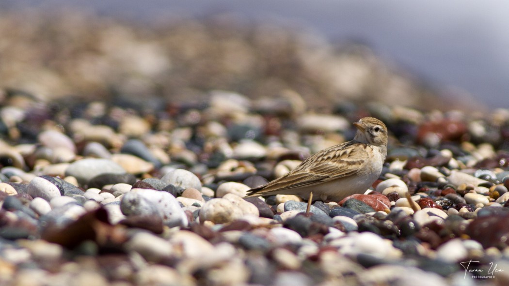Greater Short-toed Lark