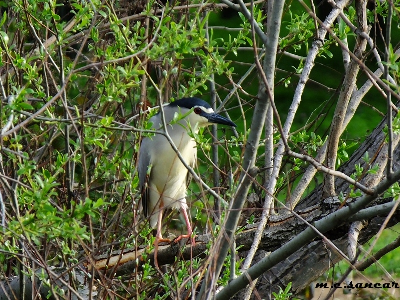 Black-crowned Night Heron