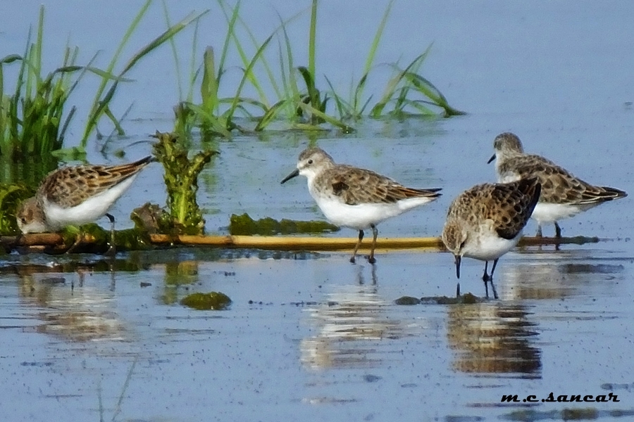 Little Stint