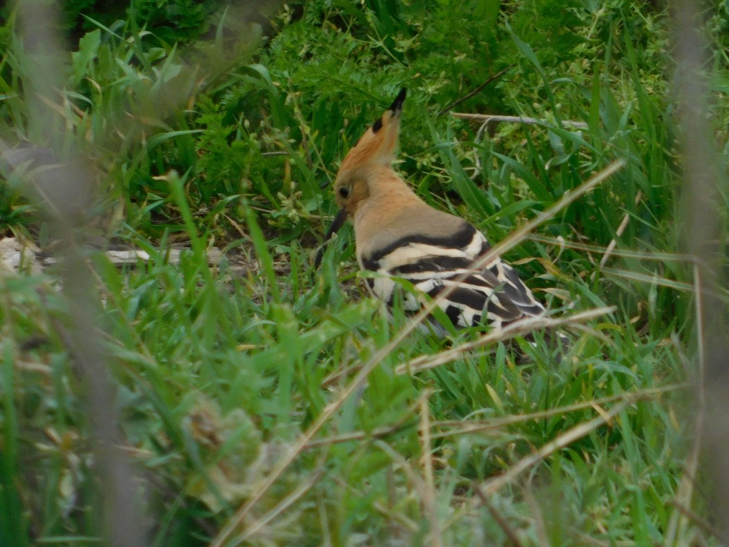 Common Hoopoe